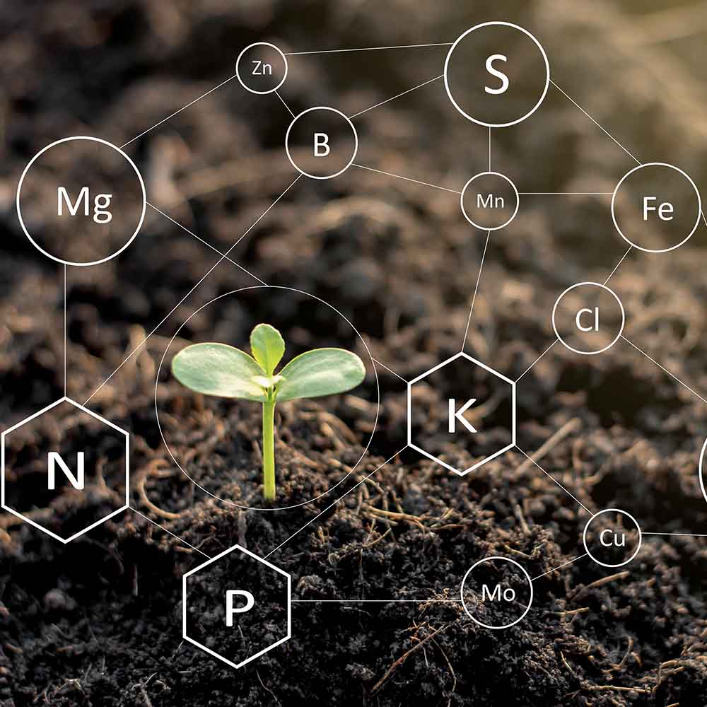 
                Vitamins and Minerals
              