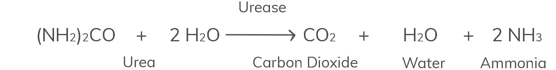 What is Urease? - Watercress Research